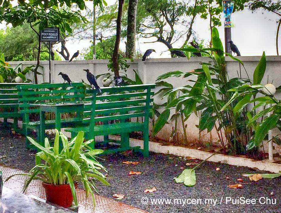 Crows in Kochi