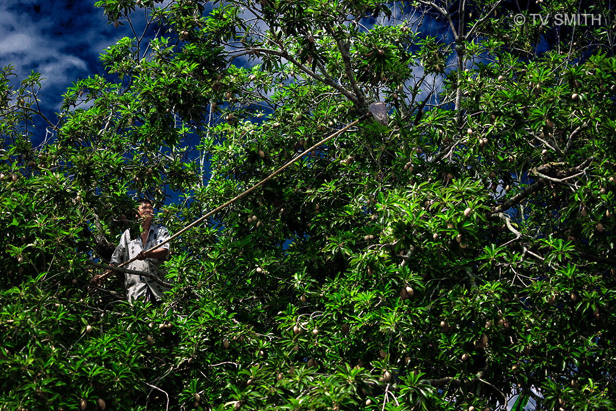 Man In The Ciku Tree