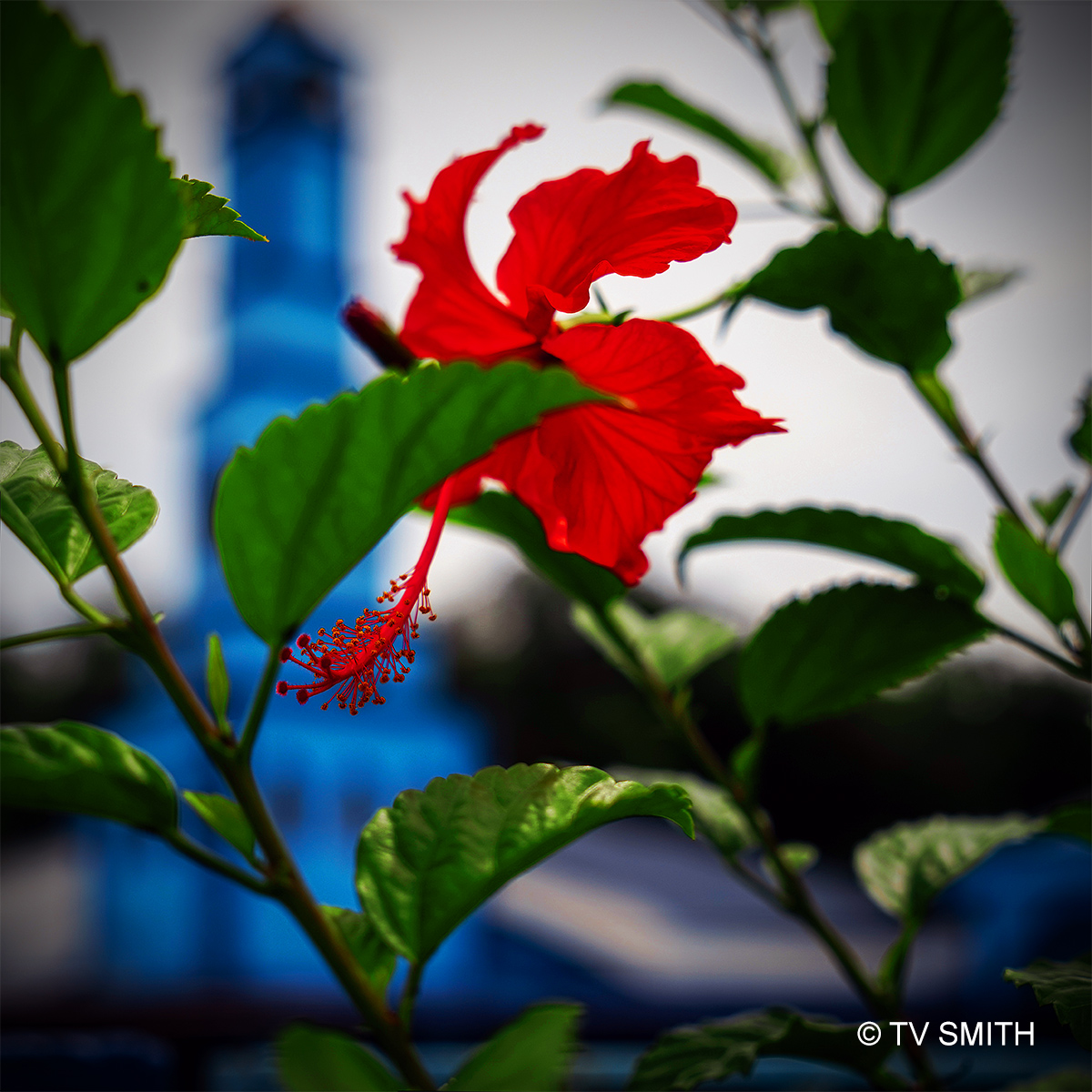 A Red Hibiscus And A Blue Mosque